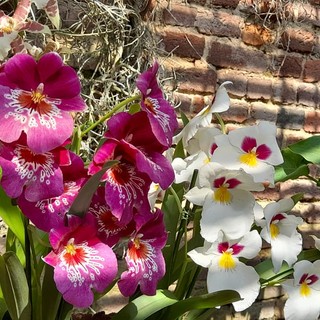 Dopo Messer Tulipano riapre il Castello di Pralormo con le sue bellissime fioriture