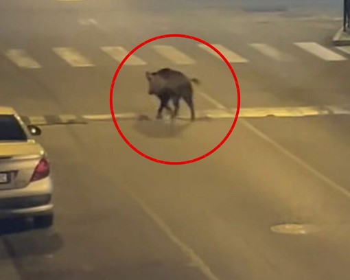 Il cinghiale immortalato in via Lulli