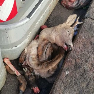 Abominio in Barriera di Milano