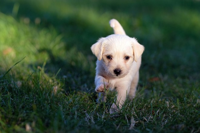 Cani e benessere: a Luserna San Giovanni un evento per la salute animale e la solidarietà