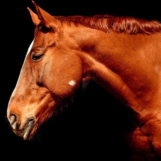 Cavallo semi-cieco abbandonato a San Carlo Canavese, l'associazione animalista: &quot;Lo adottiamo noi&quot;