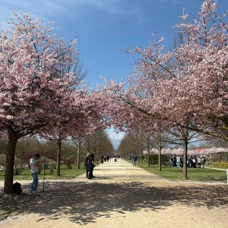 Lo spettacolo dei ciliegi in fiore accende la Reggia di Venaria Lo spettacolo dei ciliegi in fiore accende la Reggia di Venaria