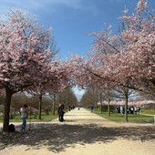 Lo spettacolo dei ciliegi in fiore accende la Reggia di Venaria Lo spettacolo dei ciliegi in fiore accende la Reggia di Venaria