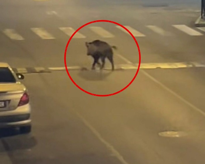Il cinghiale immortalato in via Lulli Il cinghiale immortalato in via Lulli