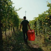Dalle vigne al calice: la filiera corta di Cantina Clavesana Dalle vigne al calice: la filiera corta di Cantina Clavesana