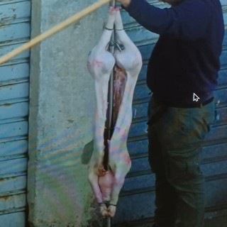 Un maiale appeso in via Rubino