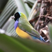 (Foto di Elena Livia Pennacchioni) (Foto di Elena Livia Pennacchioni)