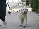 Grugliasco, cacche e pipì dei cani sotto il porticato del Municipio: pronte le microtelecamere per individuare i padroni
