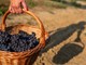 A Prarostino torna la tradizionale Festa dell'Uva: un intero weekend tra vino, musica e sfilate di carri A Prarostino torna la tradizionale Festa dell'Uva: un intero weekend tra vino, musica e sfilate di carri