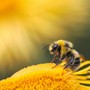 Foto di Dmitry Grigoriev - tramite Unsplash