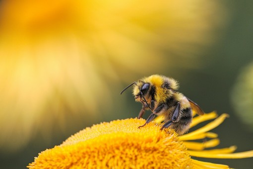 Foto di Dmitry Grigoriev - tramite Unsplash
