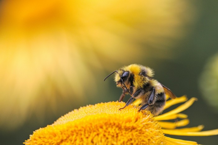 Foto di Dmitry Grigoriev - tramite Unsplash