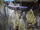 Sequstrato quasi un chilo e mezzo di droga in via Saorgio