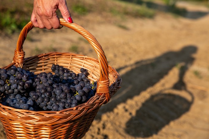 A Prarostino torna la tradizionale Festa dell'Uva: un intero weekend tra vino, musica e sfilate di carri A Prarostino torna la tradizionale Festa dell'Uva: un intero weekend tra vino, musica e sfilate di carri