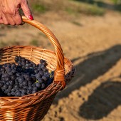 A Prarostino torna la tradizionale Festa dell'Uva: un intero weekend tra vino, musica e sfilate di carri