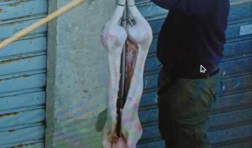 Un maiale appeso in via Rubino