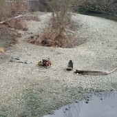 Rottami e immondizia nel fiume Sangone