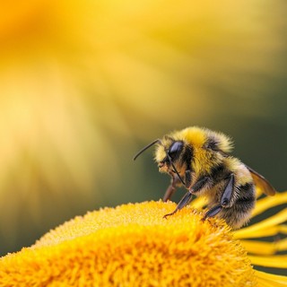 Foto di Dmitry Grigoriev - tramite Unsplash