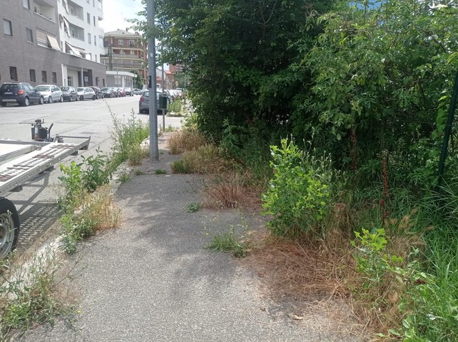 Pulizia urbana fai-da-te: parte la campagna contro l’erbino