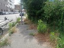 Pulizia urbana fai-da-te: parte la campagna contro l’erbino