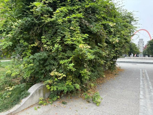 L'erba copre le panchine in piazza Galimberti