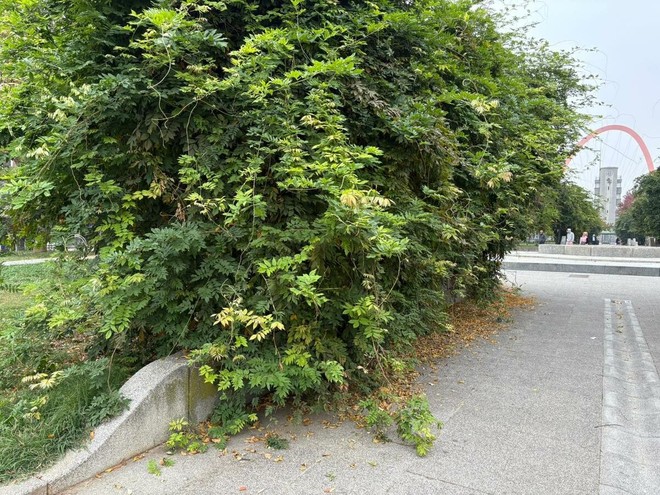 L'erba copre le panchine in piazza Galimberti