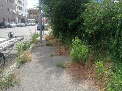 Pulizia urbana fai-da-te: parte la campagna contro l’erbino