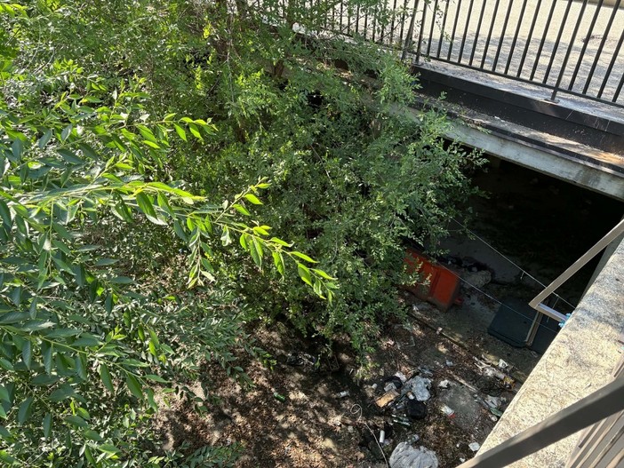 Erbacce vicino al centro Le Verbene Erbacce vicino al centro Le Verbene
