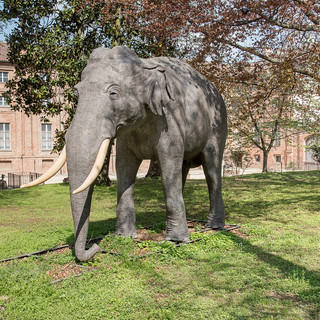 L'elefante Fritz torna alla Palazzina di Caccia di Stupinigi e si mette in mostra