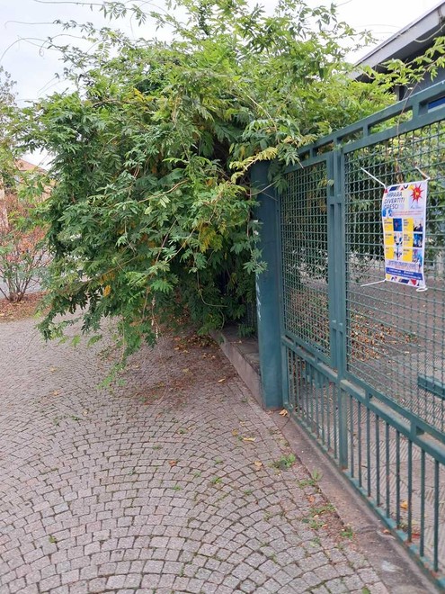 Erbacce in via Pisacane Erbacce in via Pisacane