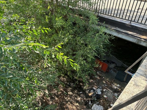 Erbacce vicino al centro Le Verbene Erbacce vicino al centro Le Verbene