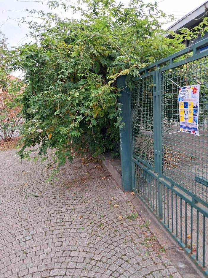 Erbacce in via Pisacane