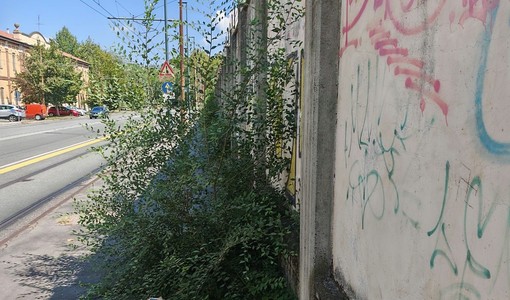 Le erbacce sul marciapiede