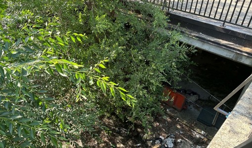 Erbacce vicino al centro Le Verbene