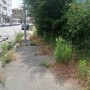 Pulizia urbana fai-da-te: parte la campagna contro l’erbino