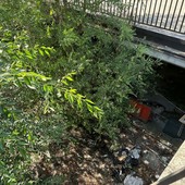 Erbacce vicino al centro Le Verbene Erbacce vicino al centro Le Verbene