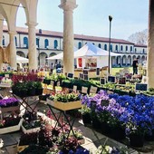 Follia in Fiore dà il benvenuto alla Primavera a Collegno