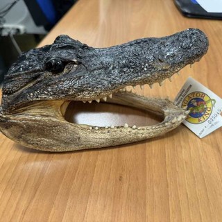 Ai controlli a Caselle spunta una testa di coccodrillo Ai controlli a Caselle spunta una testa di coccodrillo