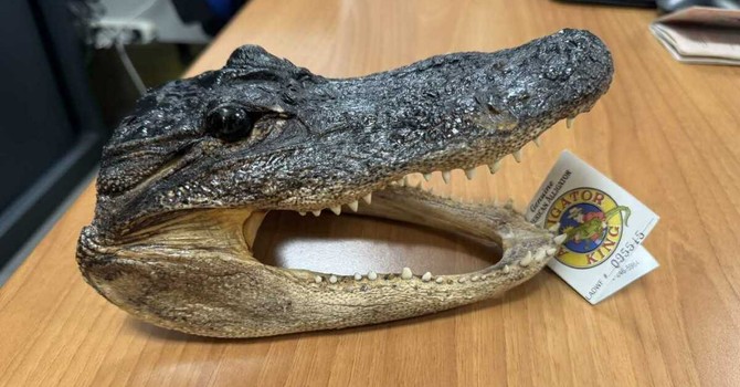 Ai controlli a Caselle spunta una testa di coccodrillo