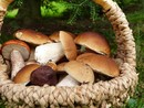 Il Porcino torna protagonista a Giaveno con Fungo in Festa Il Porcino torna protagonista a Giaveno con Fungo in Festa
