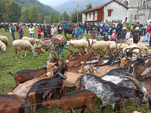 Festa di montagna con mucche e bovini