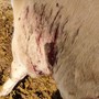 Lupi attaccano una mandria di mucche a Frossasco