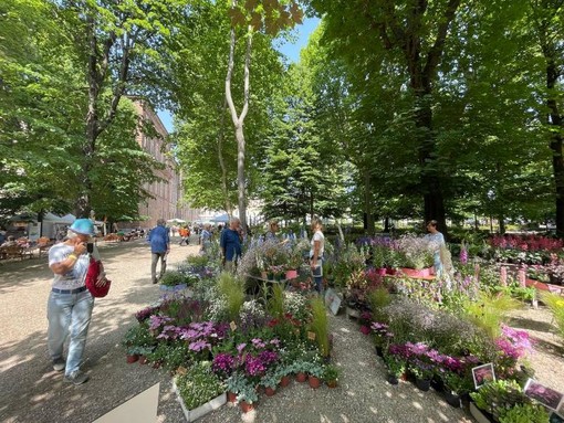 Flor Primavera torna ai Giardini Reali di Torino e alla Cavallerizza Reale: oltre 100 vivaisti in esposizione