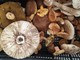 A caccia di funghi: dal 1° ottobre torna il servizio gratuito di controllo dell’ASL Città di Torino