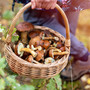 A Giaveno attivato il servizio micologico per i cercatori di funghi