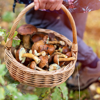 A Giaveno attivato il servizio micologico per i cercatori di funghi