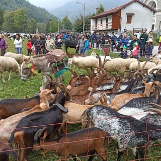 Festa di montagna con mucche e bovini