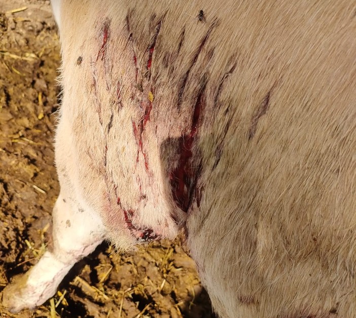 Lupi attaccano una mandria di mucche a Frossasco Lupi attaccano una mandria di mucche a Frossasco