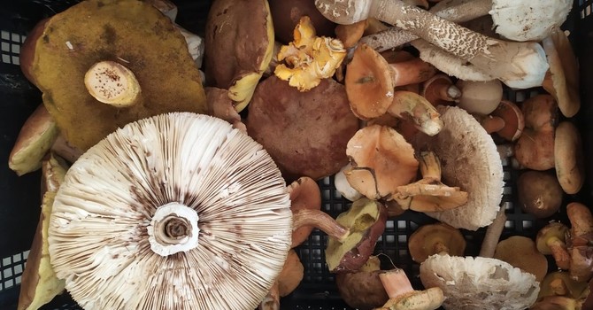 A caccia di funghi: dal 1° ottobre torna il servizio gratuito di controllo dell’ASL Città di Torino
