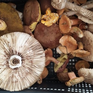 A caccia di funghi: dal 1° ottobre torna il servizio gratuito di controllo dell’ASL Città di Torino A caccia di funghi: dal 1° ottobre torna il servizio gratuito di controllo dell’ASL Città di Torino